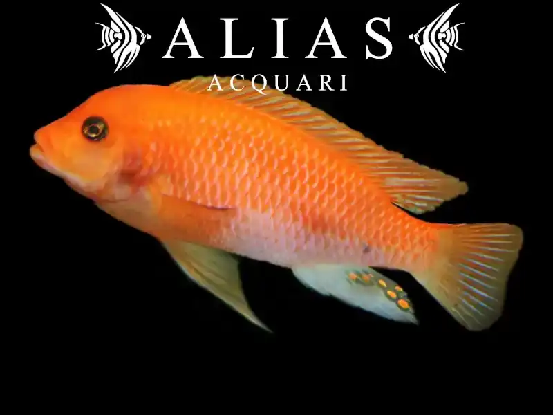 Pseudotropheus Zebra red + red