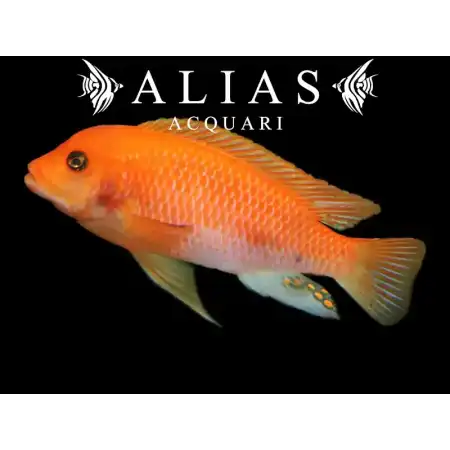 Pseudotropheus Zebra red + red