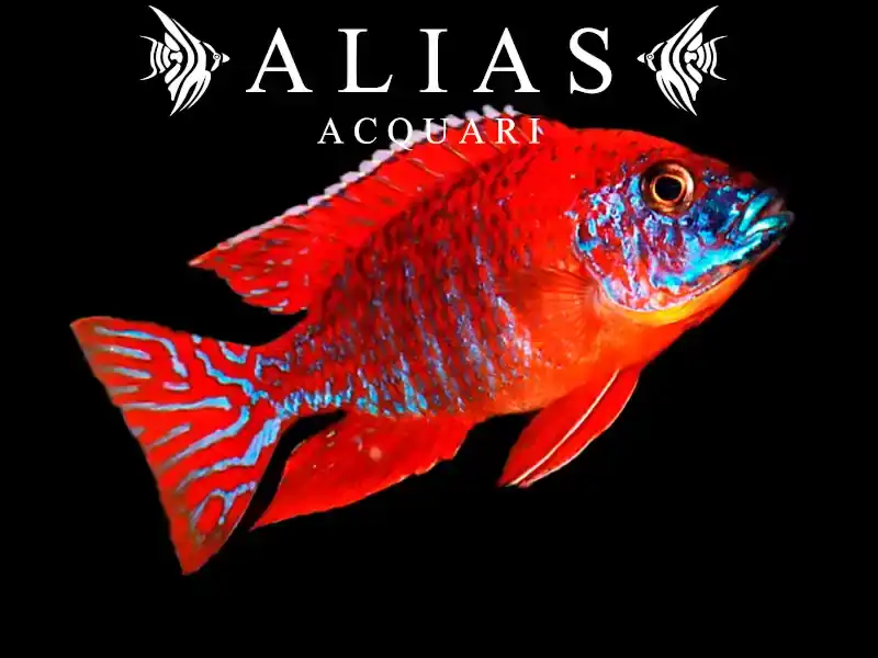 Aulonocara sp. Ruby red