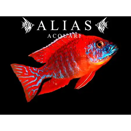 Aulonocara sp. Ruby red