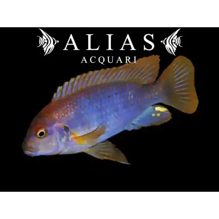 Iodotropheus sprengerae