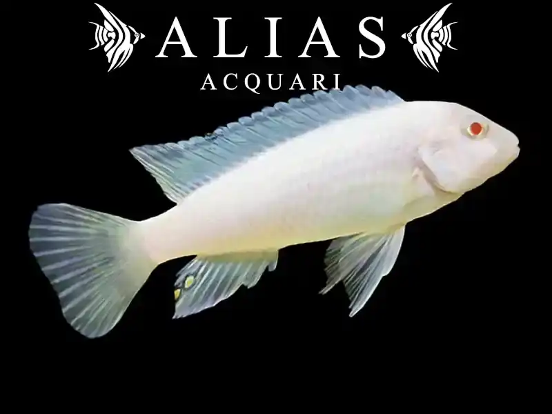 Pseudotropheus Socolofi albin