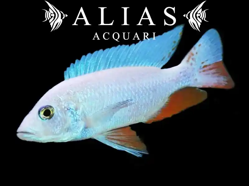 Sciaenochromis fryeri «Snow White» 8–10 cm | Ciclide Malawi adulto | Alias Acquari