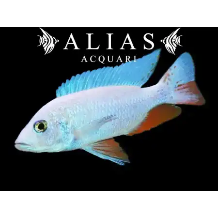 Sciaenochromis fryeri «Snow White»