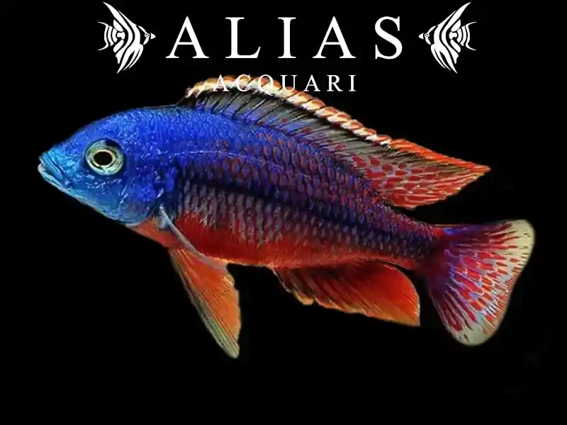 Protomelas Teaniolatus