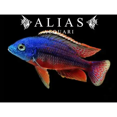 Protomelas Teaniolatus