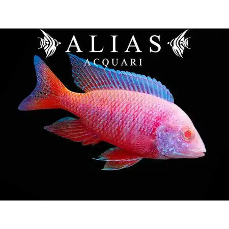 Aulonocara sp. Red pink albino