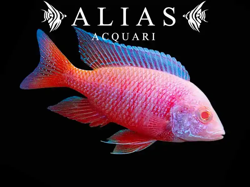 Aulonocara sp. Red pink albino