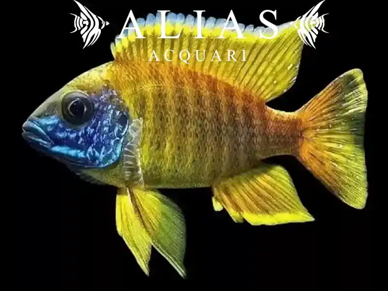 Aulonocara stuartgranti Maleri Island