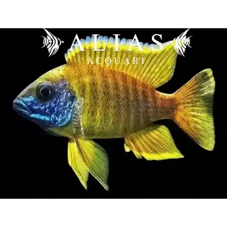 Aulonocara stuartgranti Maleri Island