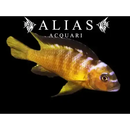 Pseudotropheus Elongatus usisya mara rock