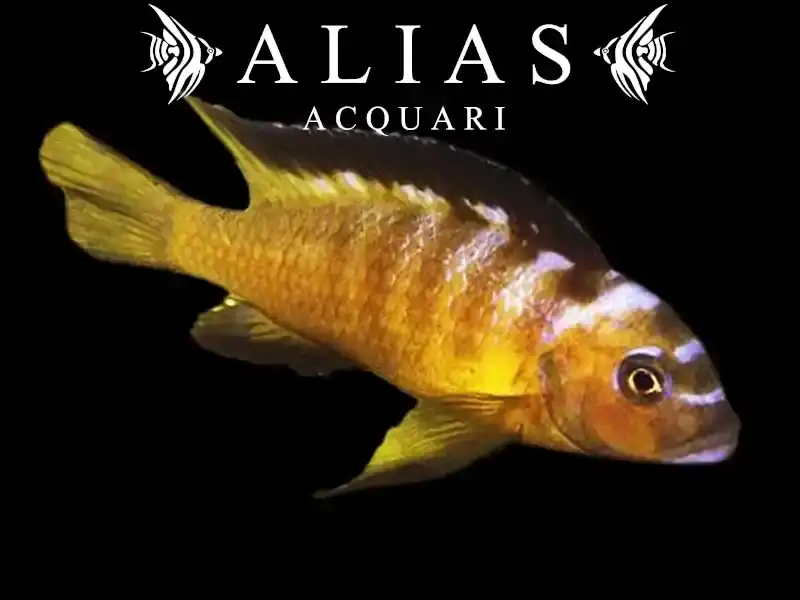 Pseudotropheus Elongatus usisya mara rock