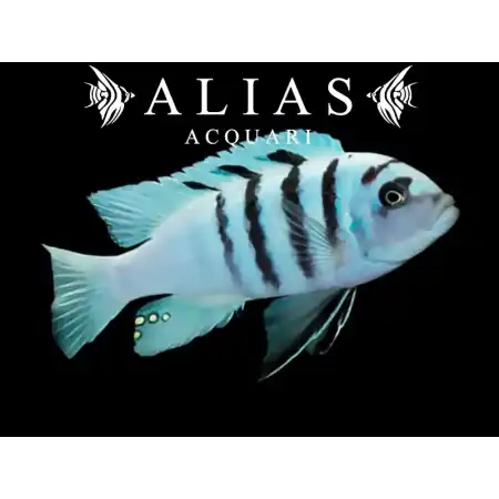 Cynotilapia Afra white