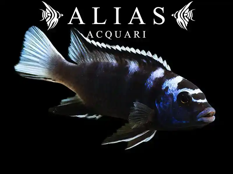 Pseudotropheus Acei ngara