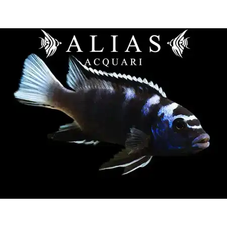 Pseudotropheus Acei ngara