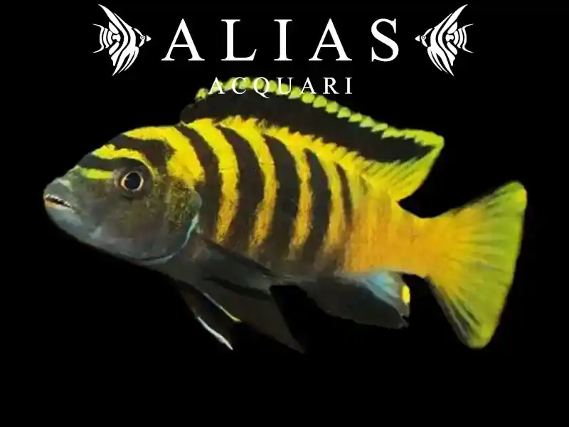 Pseudotropheus Flavus