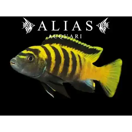 Pseudotropheus Flavus