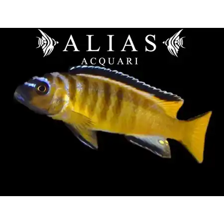 Pseudotropheus elongatus yellow