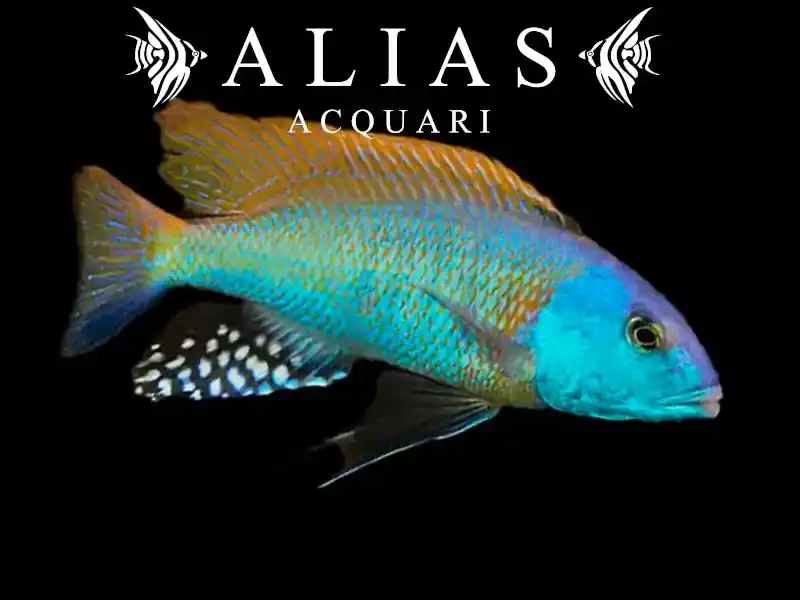 Buccochromis Rhoadesii Yellow