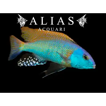 Buccochromis Rhoadesii Yellow