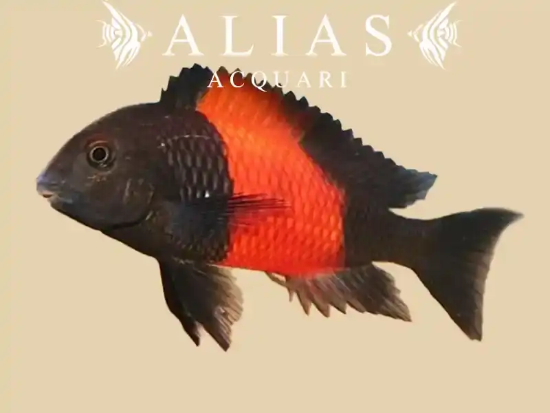 Tropheus moorii «Bemba Orange»