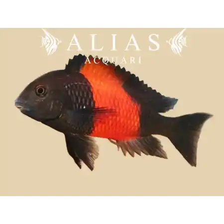 Tropheus moorii «Bemba Orange»