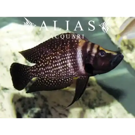 Altolamprologus calvus «Black Pectoral»