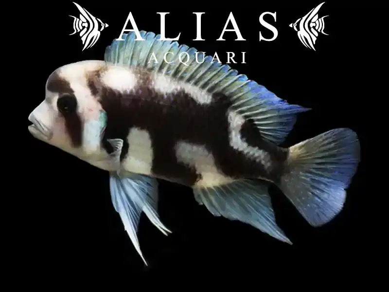 Cyphotilapia frontosa «Black Widow»