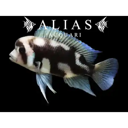 Cyphotilapia frontosa «Black Widow»