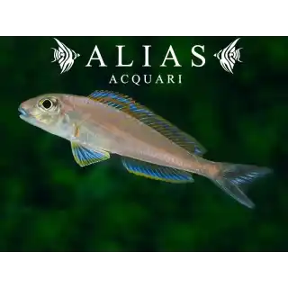 Xenotilapia Bathyphilus Burundi Blue