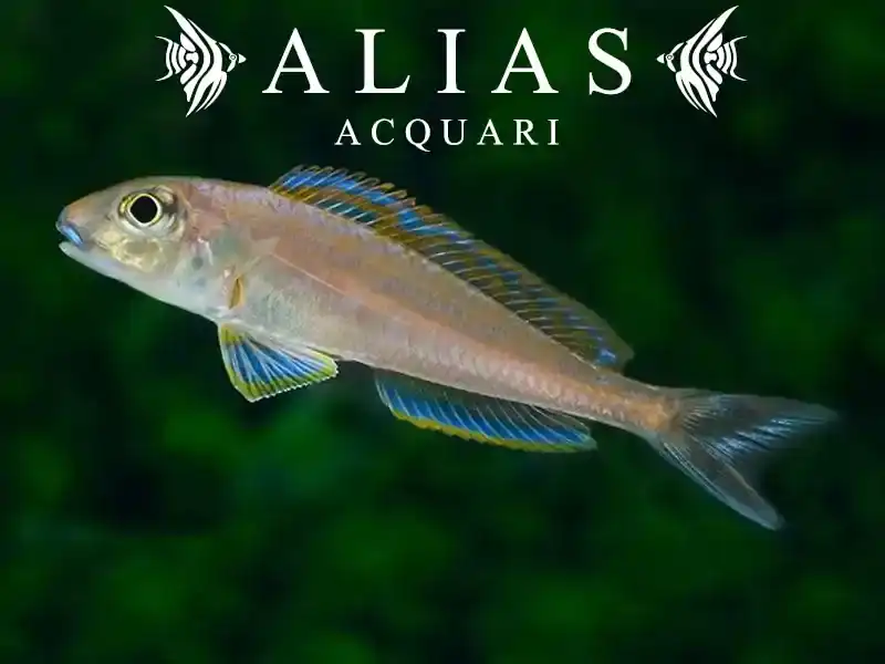 Xenotilapia Bathyphilus Burundi Blue