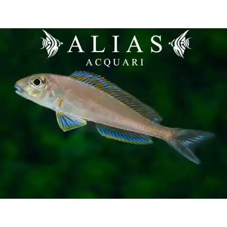 Xenotilapia Bathyphilus Burundi Blue