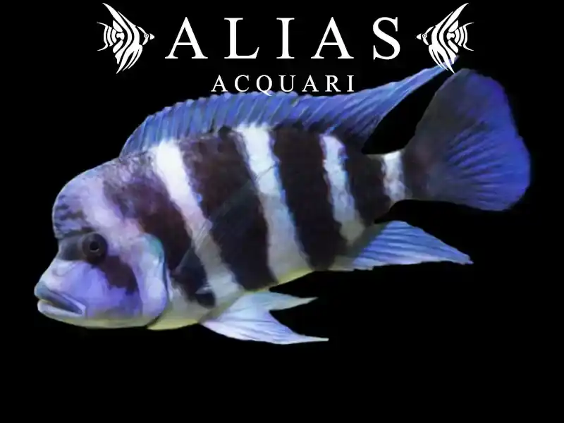 Cyphotilapia frontosa «Mpimbwe Blue»