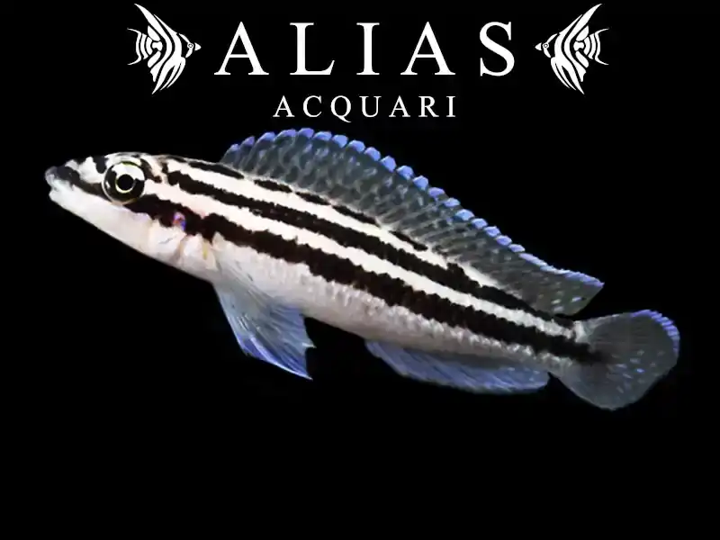 Julidochromis dickfeldi