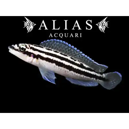 Julidochromis dickfeldi