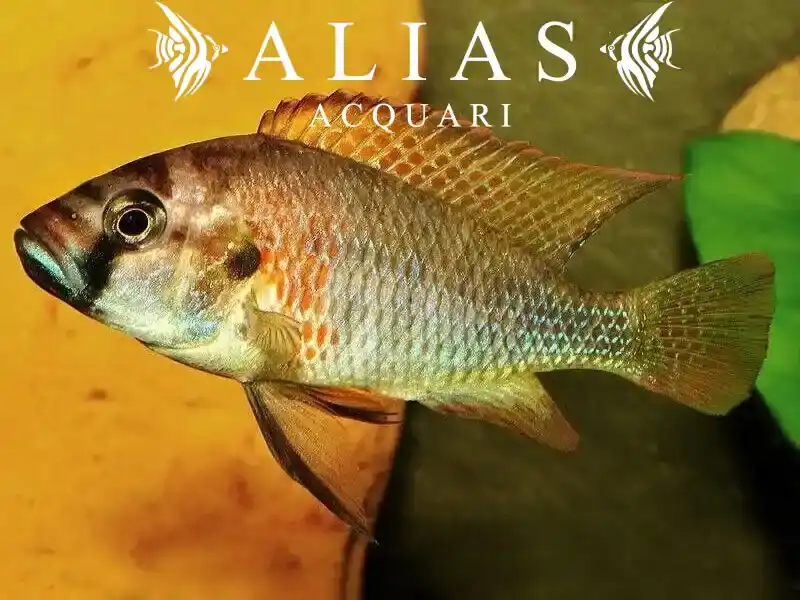 Astatotilapia Burtoni