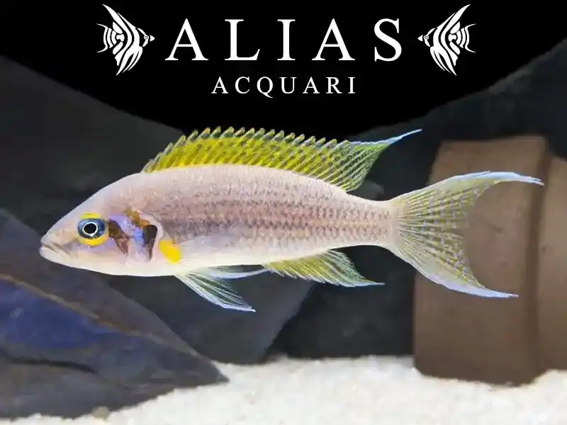 Neolamprologus daffodi