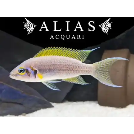 Neolamprologus daffodi