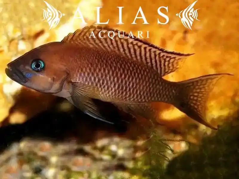 Neolamprologus falcicula