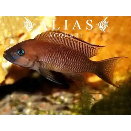 Neolamprologus falcicula