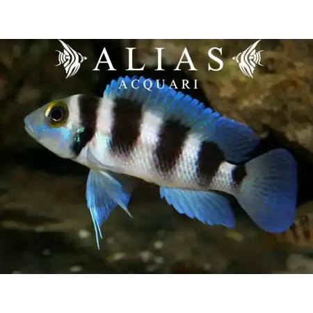 Neolamprologus tretocephalus