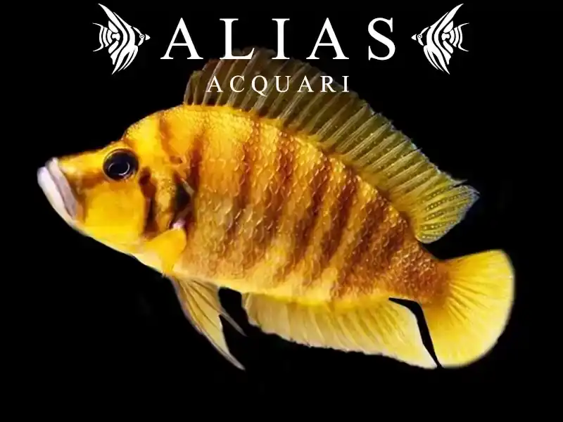Altolamprologus compressiceps Gold