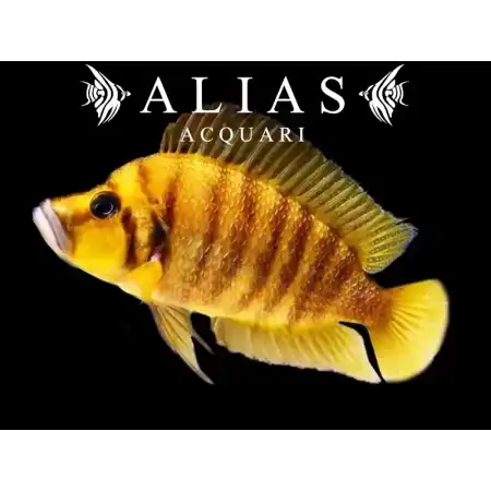 Altolamprologus compressiceps Gold
