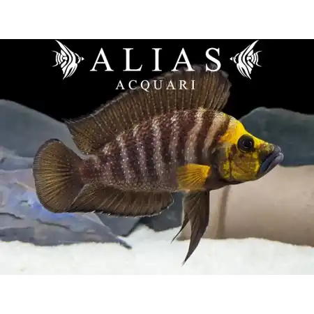 Altolamprologus compressiceps «Gold Head»