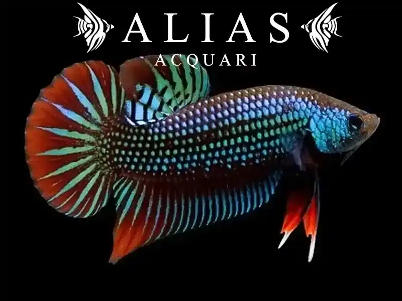 Betta imbellis