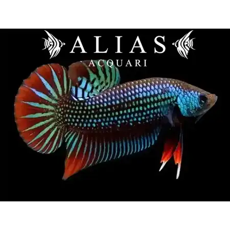 Betta imbellis