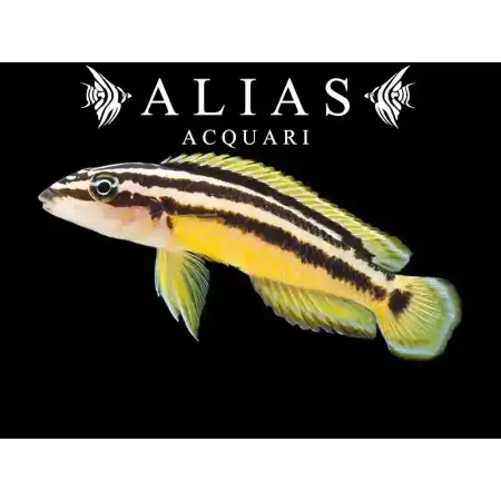 Julidochromis Ornatus