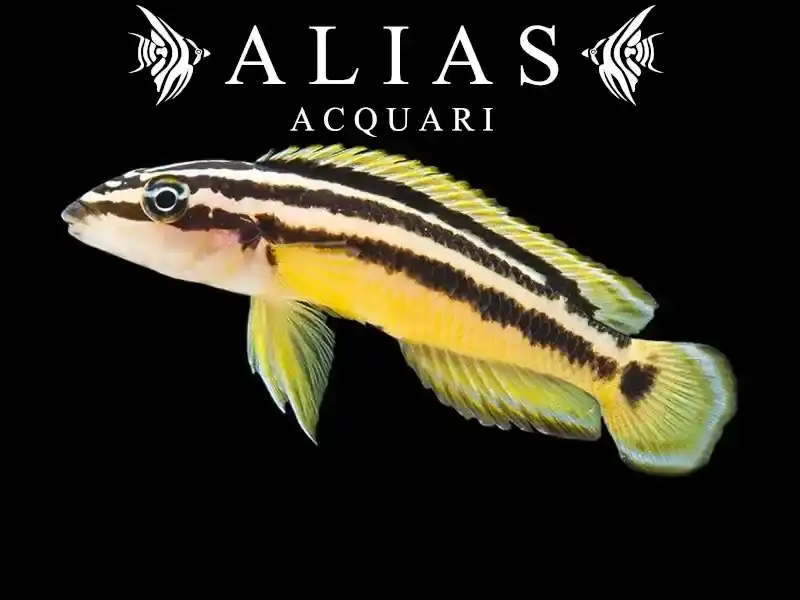 Julidochromis Ornatus