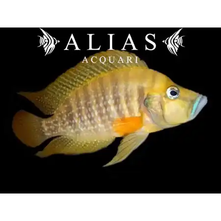 Altolamprologus compressiceps «Gombe»