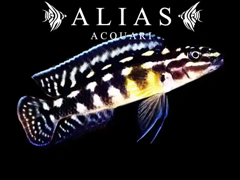 Julidochromis transcriptus «Gombi»